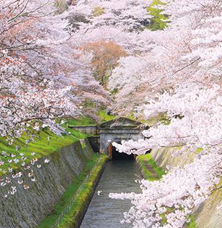 おでかけmoa 編集部のおすすめスポット 滋賀県のおすすめお花見 桜 夜桜 ライトアップ スポット5選 滋賀県のおでかけ 滋賀 がもっと好きになる おでかけmoa