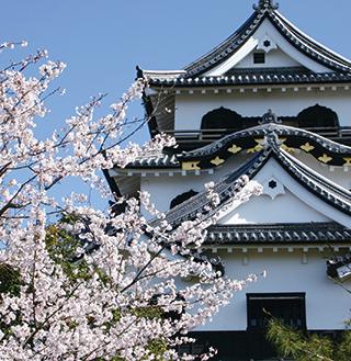 おでかけmoa 編集部のおすすめスポット 滋賀県のおすすめお花見 桜 夜桜 ライトアップ スポット5選 滋賀県のおでかけ 滋賀 がもっと好きになる おでかけmoa